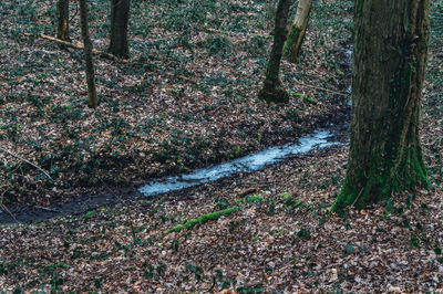 View of trees growing in forest