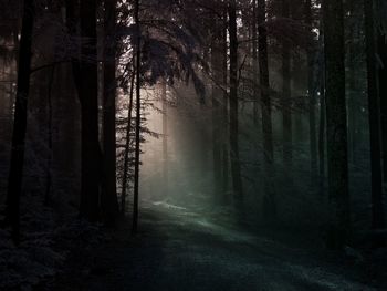 Trees in forest against sky