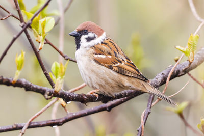 Close-up of bird perching on branch