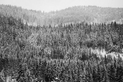 Plants growing in forest against sky