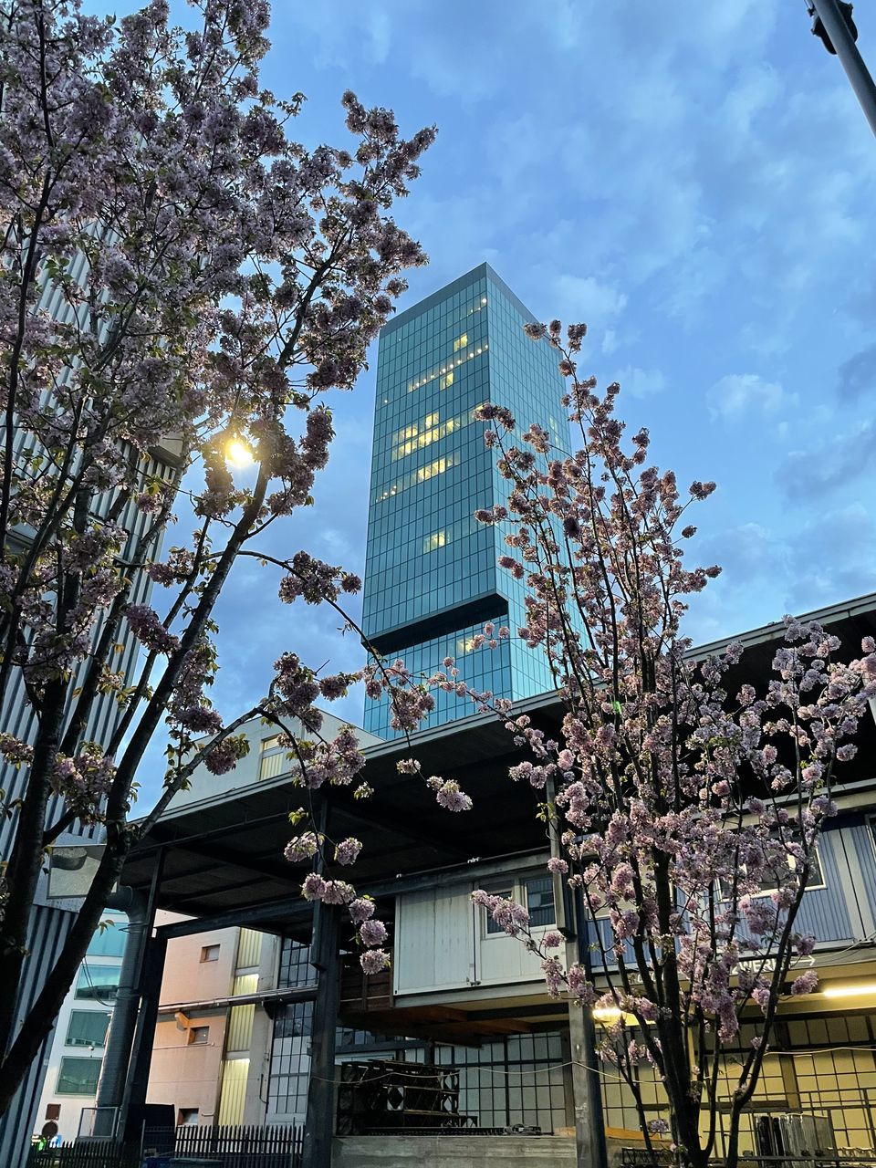 LOW ANGLE VIEW OF FLOWERING TREE AND BUILDINGS AGAINST SKY