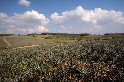 Green cultivated land against cloudy sky