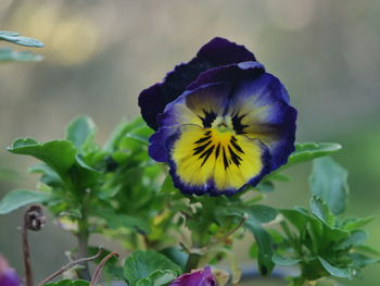 Close-up of purple flowering plant