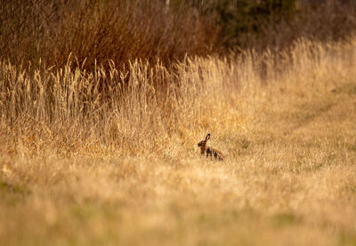 A beautiful brown hare in the spring meadow. springtime scenery with local animals.