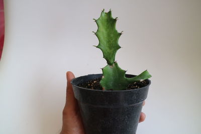 Close-up of hand holding potted plant