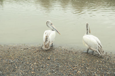 Flock of birds on lakeshore