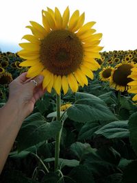 Close-up of sunflower