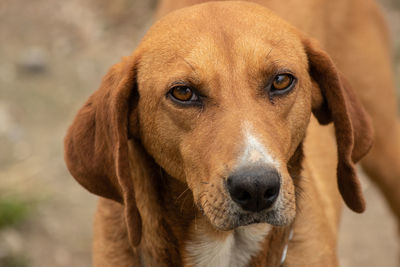 Close-up portrait of dog