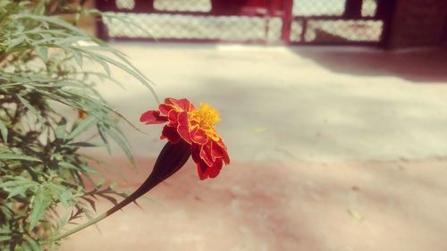 Close-up of red flower