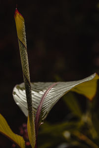 Close-up of flowering plant