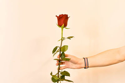 Cropped hand of woman holding plant