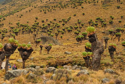 Gaint groundsels dendrosenecio keniodendron at mackinder's valley, mount kenya