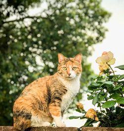 Portrait of cat on flower plant