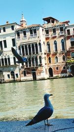 Seagull flying over city