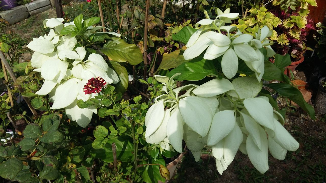 CLOSE-UP OF WHITE FLOWERING PLANT AGAINST PLANTS