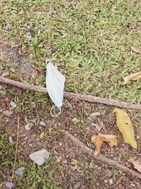 plant