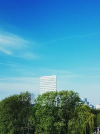 Trees against blue sky