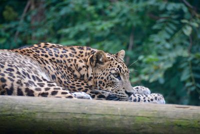 Close-up of a cat resting on tree