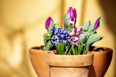 Close-up of potted plant