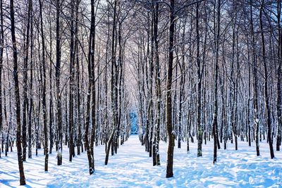 Close-up of snow covered trees in forest