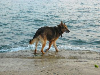Dog on the beach