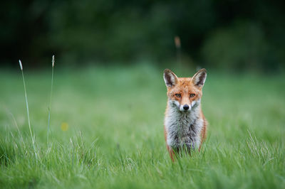 Portrait of fox on grassy field