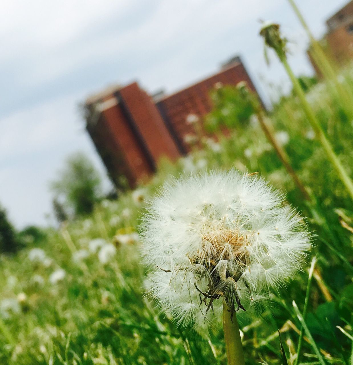 dandelion, growth, focus on foreground, flower, close-up, fragility, freshness, plant, nature, beauty in nature, field, white color, sky, stem, day, grass, outdoors, uncultivated, wildflower, flower head