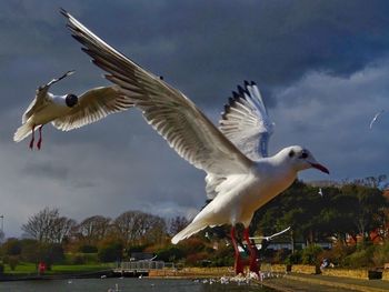 Seagulls flying over water against sky