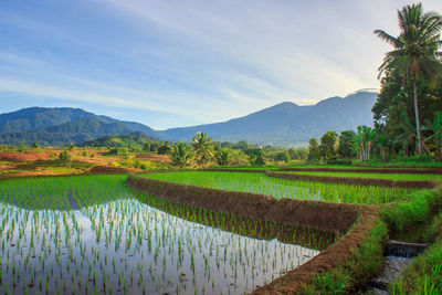 Scenic view of agricultural field against sky