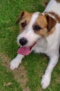 Close-up portrait of dog sticking out tongue on field