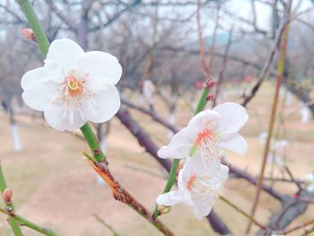 Close-up of white flowers on branch