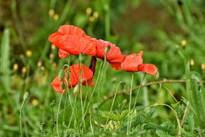 Close-up of red flower on field