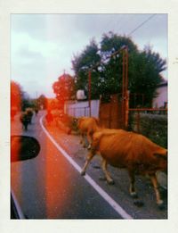 View of an animal seen through car windshield