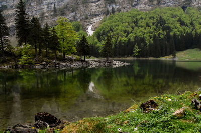 Scenic view of lake in forest