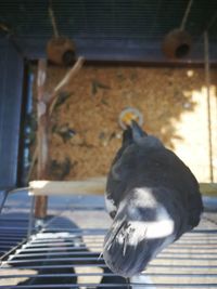 Close-up of a bird