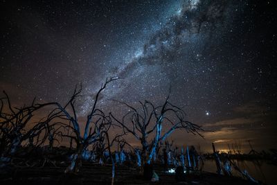 Silhouette trees against sky at night