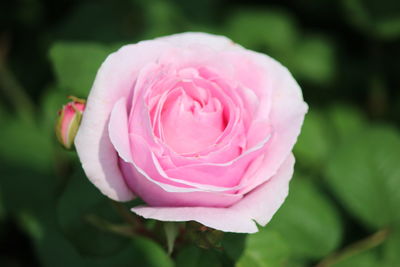 Close-up of pink rose