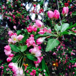 Close-up of pink flowers