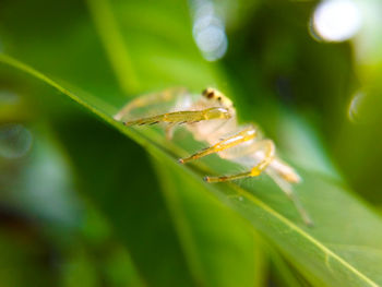 Close-up of spider on leaf