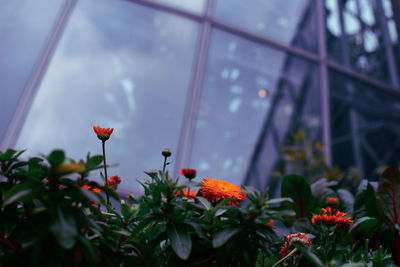 Close-up of orange flowering plants in greenhouse