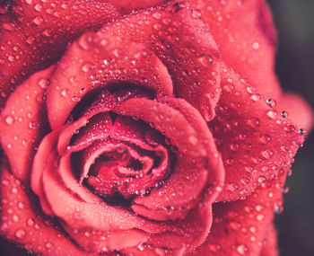 Close-up of wet red rose