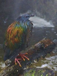 Close-up of bird perching on water