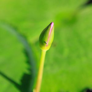 Close-up of flower bud