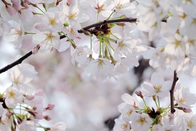 Close-up of bee on white flowers