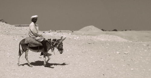 Side view of horse on sunny day