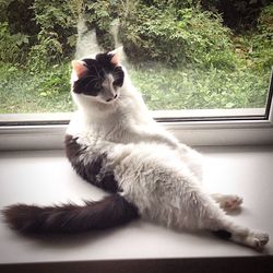 Cat sitting on couch