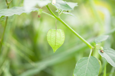 Close-up of fresh green plant