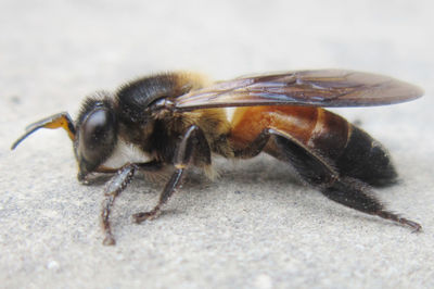 Close-up of insect