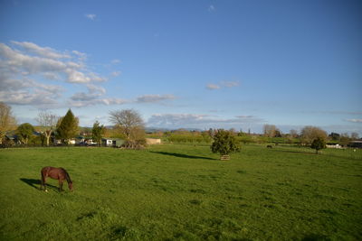 View of sheep on grassy field against sky