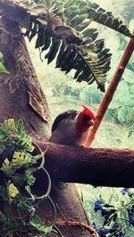 Close-up of bird perching on tree